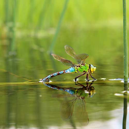 Libellule-Depositphotos_27786849_L Libellule sur la mare