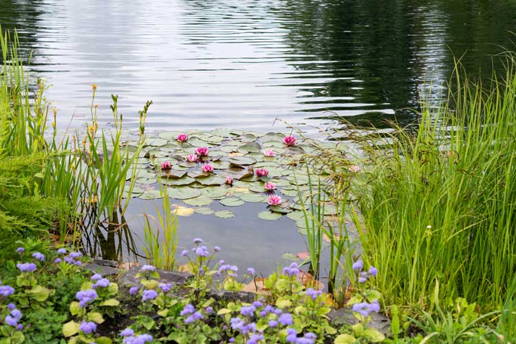 Mare-Depositphotos_117364648_L Mare