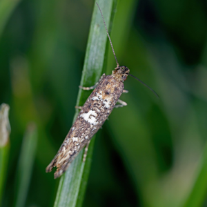 Mineuse-du-poireau-Tomasz-Klejdysz-iStock-2253737155 Mineuse du poireau