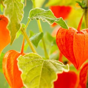 Physalis • L'amour en cage