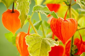 Physalis • L'amour en cage
