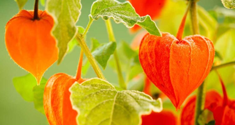Physalis • L'amour en cage