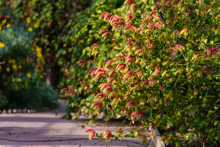 plante crevette - iStock-2210638400 ©istock