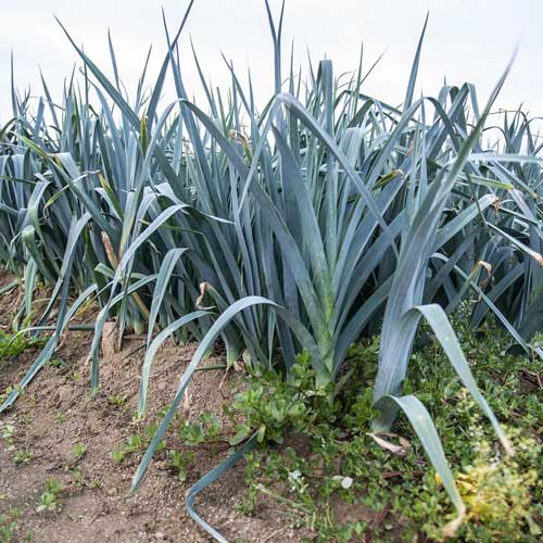 Poireau-Bleu-de-Solaise-Allium-porrum Poireau Bleu de Solaise