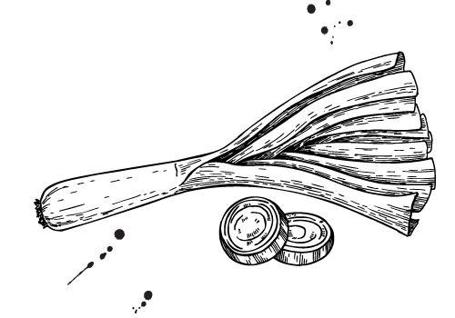 poireau • dessin botanique