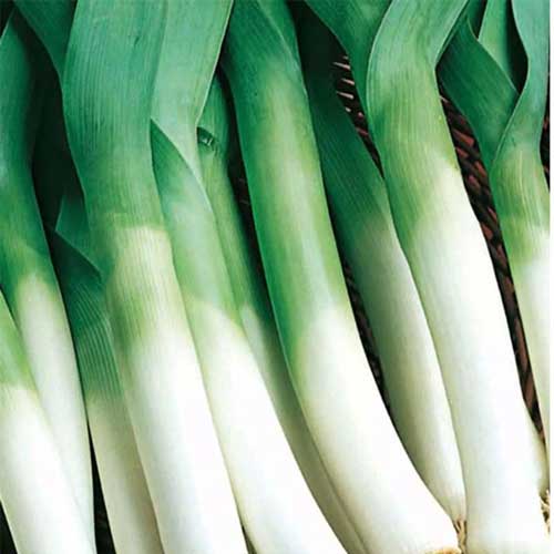 Poireau-Gros-long Poireau Gros long