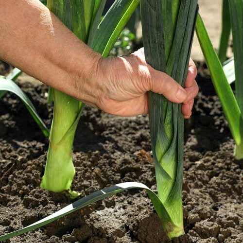 Poireaux-Liudmila-Chernetska-iStock-1400056073 Poireaux : cueillette