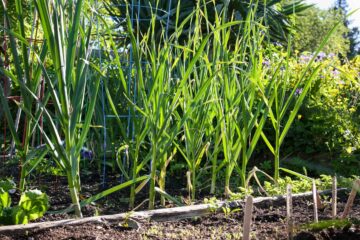 Poireaux au potager