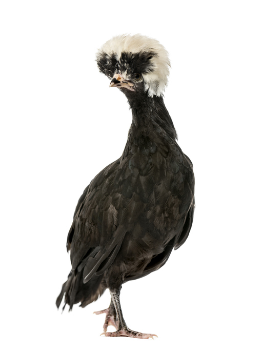 Poule hollandaise - GlobalP Polish chicken, isolated on white, 2 years old