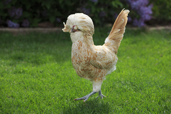 Poule hollandaise - Maria Jeffs ©Maria Jeffs