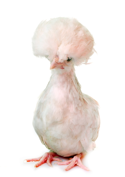 Poussin poule hollandaise - cynoclub young Polish chicken in front of white background