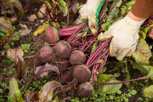 Récolte---betteraves-Depositphotos_337329670_S Récoltes de betteraves au potager