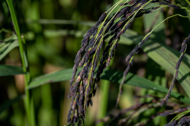 riz noir - shengxiao wu - iStock-1438953322 ©shengxiao wu