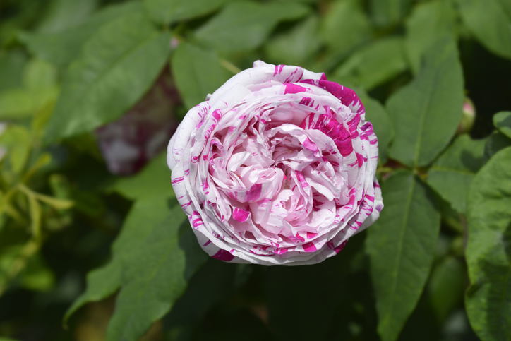 rosa variegata di bologna - Nahhan iStock-2169363573 ©Nahhan