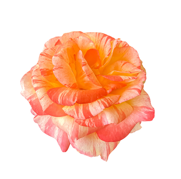 rosier alfred sisley - Albina Soleikina iStock-2222145047 ©Albina Soleikina