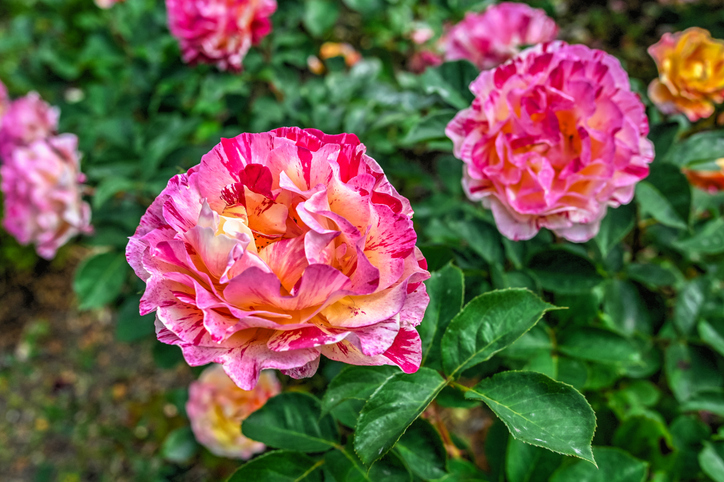 Rosier Utrillo - Cavan Images iStock-1680868628 ©Cavan Images