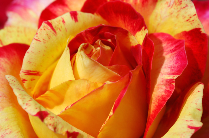 rosier camille pissaro 29201 ©istock