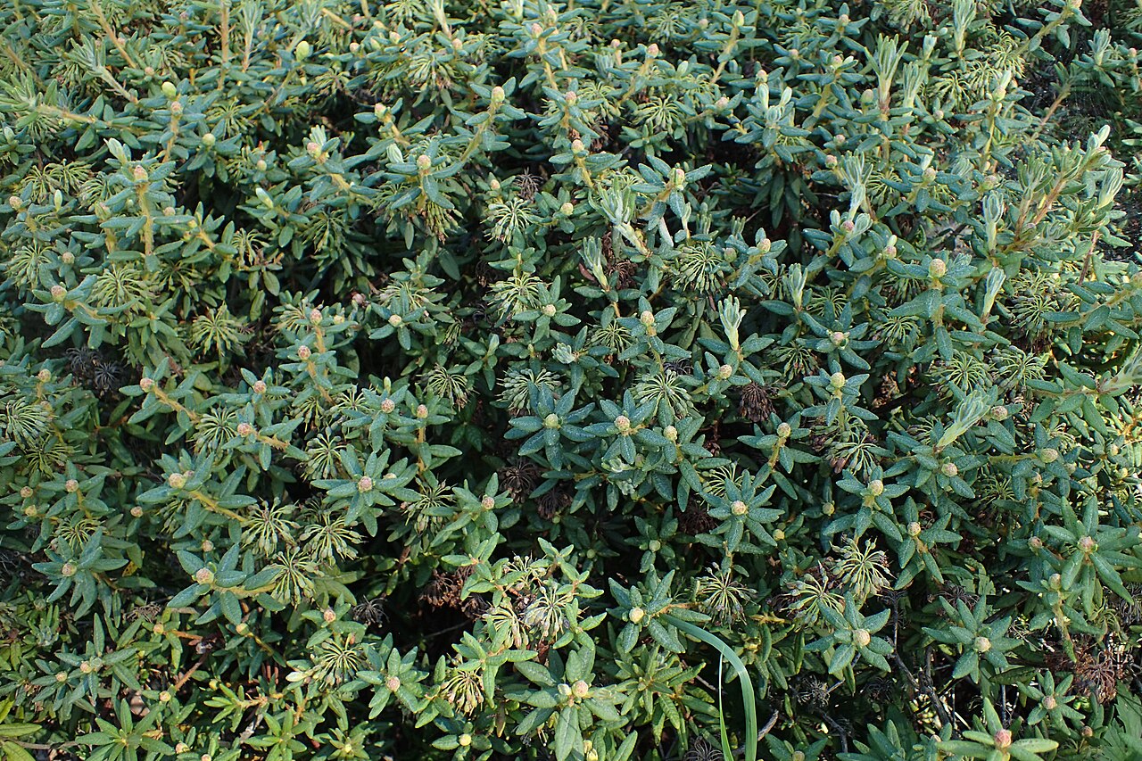 1280px-Rhododendron_groenlandicum_'Compactum'_kz01 ©Kz01