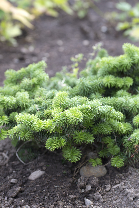 Abies balsamea Nana - ZoomTravels ©Zoomtravels
