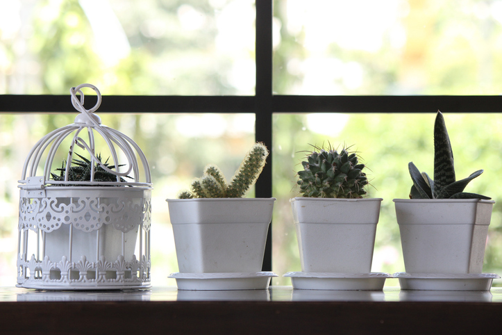 cactus fenetre - EyeEm Mobile GmbH 2188492295 ©EyeEm Mobile GmbH