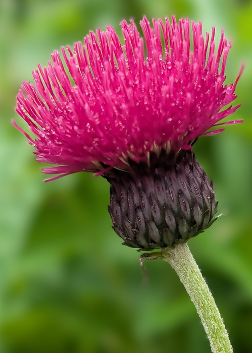 Cirsium rivulare - Graham Campbell Cirsium rivulare ©Graham Campbell