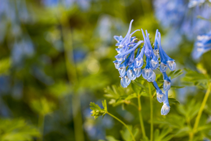 Corydalis flexuosa - Almacron iStock-2221703728 ©Alamacron