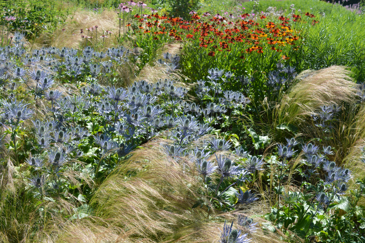 Eryngium - Josie Elias iStock-2203787609 Eryngium, graminée et hélénies ©Josie Elias