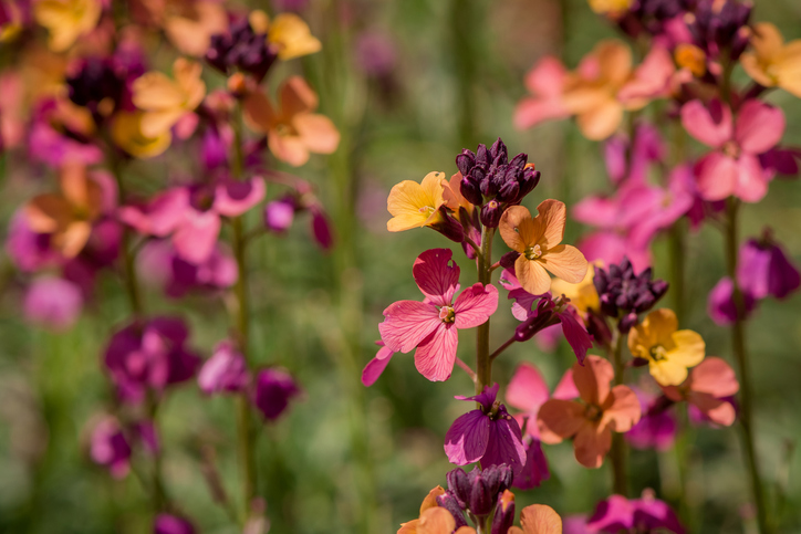 Erysimum - ANA LEBIODIENE iStock-1495650344 ©ANA LEBIODIENE