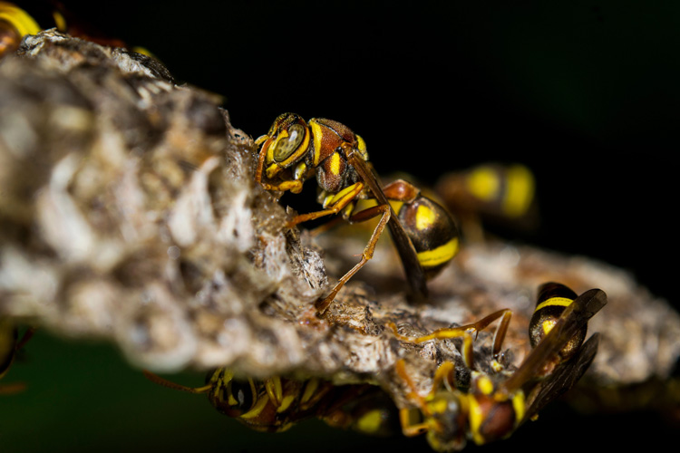 frelon-a-pattes-jaunes-Depositphotos_770046064_L Le frelon à pattes jaunes