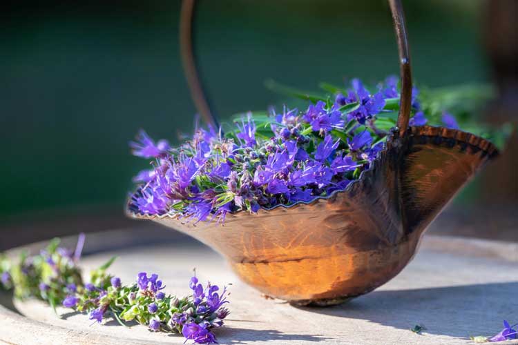Hysope-Depositphotos_307921958_S Hysope : fleurs