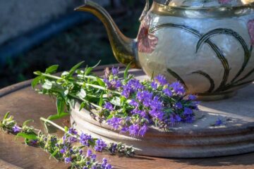 Hysope : tisane