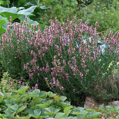 Hysope-Depositphotos_700684462_S Hysope : potager
