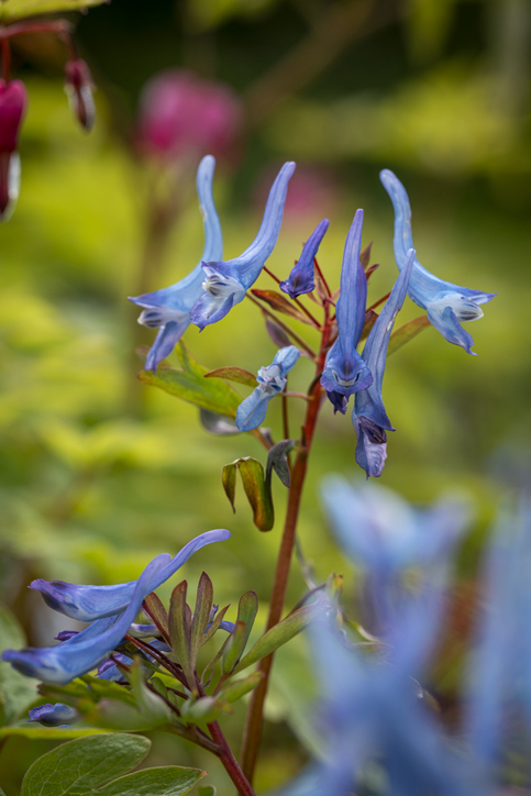 iCorydalis flexuosa Pere David - Mark Bolton Stock-2235906708 Corydalis flexuosa 'Pere David' ©Mark Bolton