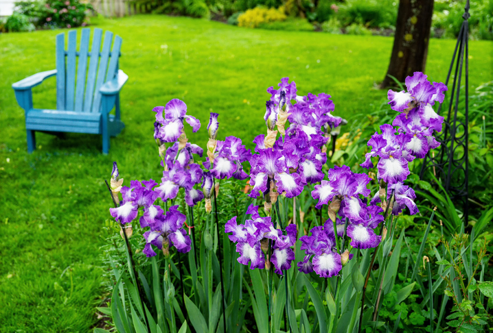 iris - onepony iStock-2253262616 ©onepony
