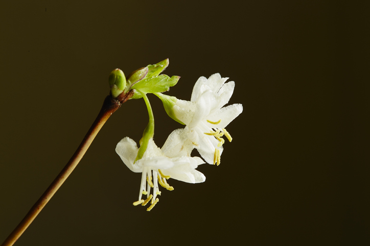Lonicera fragrantissima - cadifor iStock-1088439674 ©cadifor