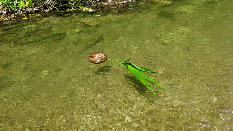 noix de coco sur l'eau - DimanDiver iStock-2157282889 ©DimanDiver