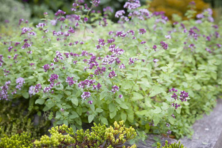 Origan - PaulMaguire iStock-2208369806 ©PaulMaguire