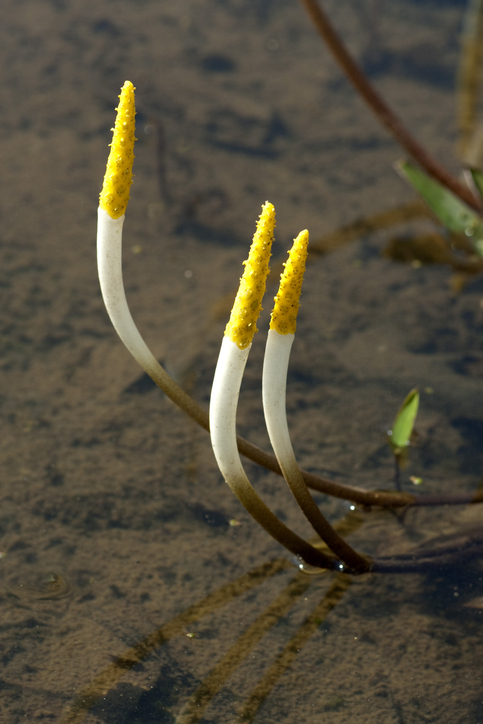 Orontium aquaticum - emer1940 iStock-666576880 ©emer1940