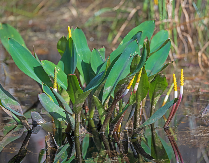 Orontium aquaticum - Wildnerdpix iStock-2188071351 ©Wildnerdpix