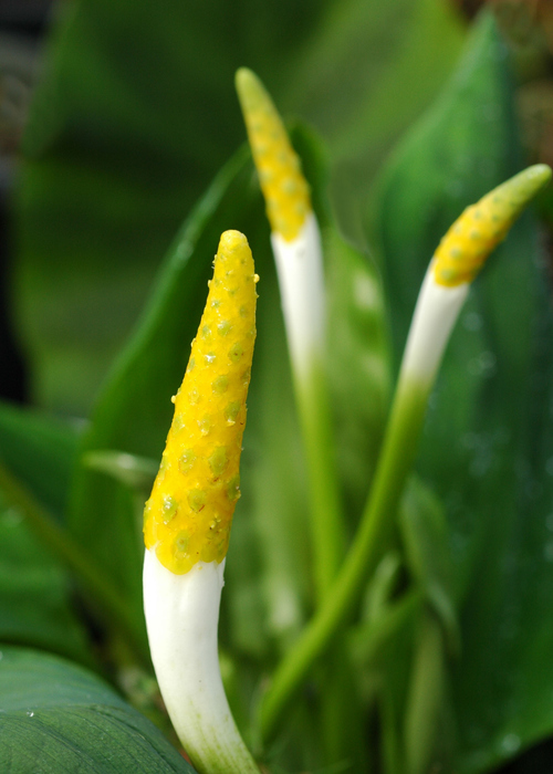 orotium aquaticum - echon iStock-146871008 ©echon