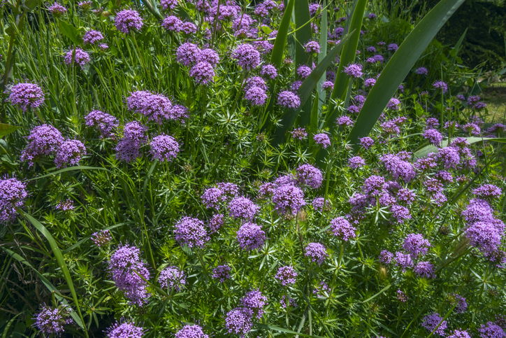 Phuopsis - Tomas Llamas Quintas iStock-2240580674 ©Tomas Llamas Quintas