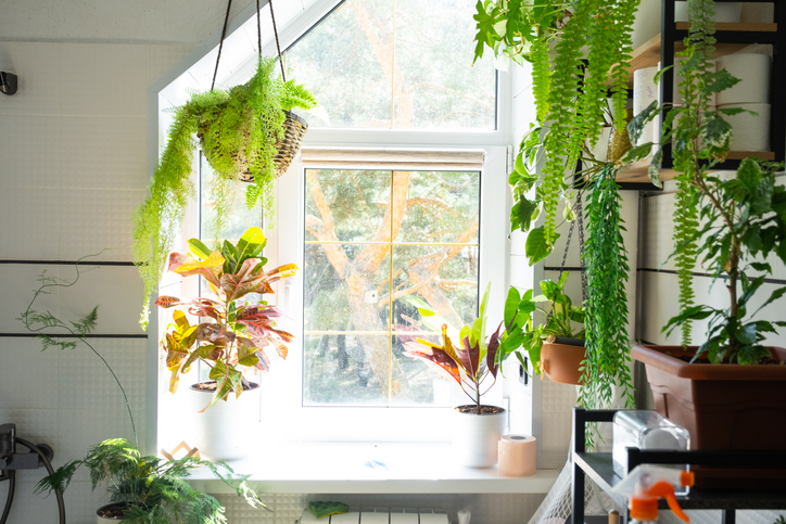 plantes salle de bain - Ольга Симонова iStock-2230953048 ©Ольга Симонова