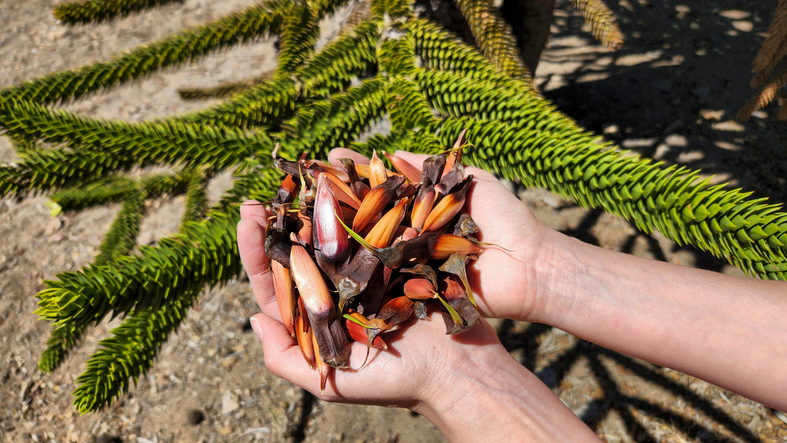 recolte pignons araucaria Récolte de pignons sur Araucaria ©Cristian Martin