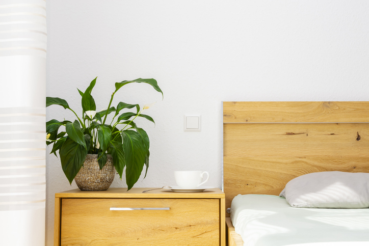 Spatiphyllum - chambre - Maksym Ponomarenko ©Maksym Ponomarenko