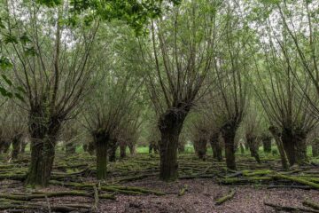 Trognes