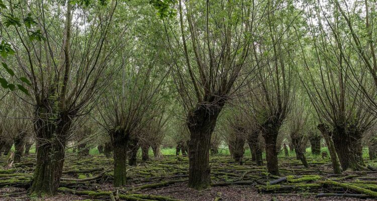 Trognes
