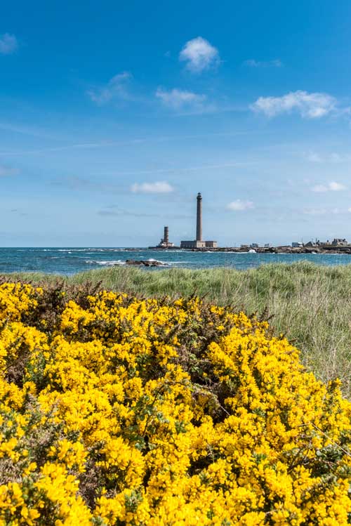 Ulex-europaeus-Depositphotos_193508894_S Ulex europaeus