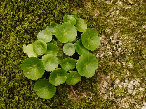 Umbilicus-Ruspestris-James53145-iStock-678438630 Umbilicus Ruspestris ou Nombril-de-Vénus