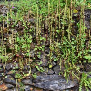 Umbilicus Ruspestris ou Nombril-de-Vénus