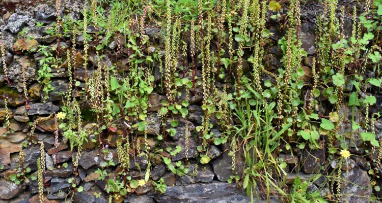 Umbilicus Ruspestris ou Nombril-de-Vénus